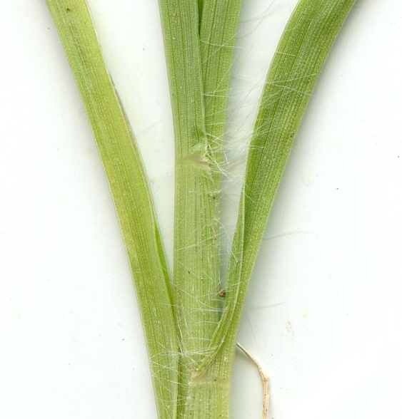  Cenchrus ciliaris
